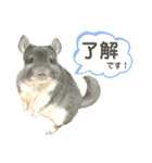 チンチラのむぅちゃん①（個別スタンプ：11）