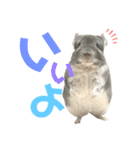 チンチラのむぅちゃん①（個別スタンプ：13）