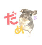 チンチラのむぅちゃん①（個別スタンプ：14）