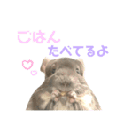 チンチラのむぅちゃん①（個別スタンプ：21）