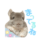 チンチラのむぅちゃん①（個別スタンプ：22）