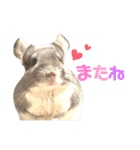 チンチラのむぅちゃん①（個別スタンプ：23）