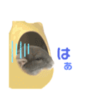 チンチラのむぅちゃん①（個別スタンプ：28）