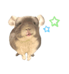 チンチラのむぅちゃん①（個別スタンプ：33）