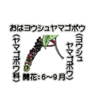花ですが何科？①（個別スタンプ：1）