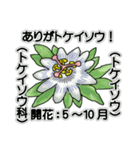 花ですが何科？①（個別スタンプ：4）