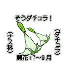 花ですが何科？①（個別スタンプ：6）