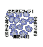 花ですが何科？①（個別スタンプ：7）