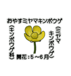 花ですが何科？①（個別スタンプ：8）