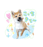 柴犬くうたんの可愛いスタンプ！（個別スタンプ：1）