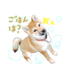 柴犬くうたんの可愛いスタンプ！（個別スタンプ：2）