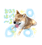 柴犬くうたんの可愛いスタンプ！（個別スタンプ：3）