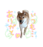 柴犬くうたんの可愛いスタンプ！（個別スタンプ：4）