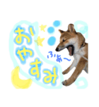 柴犬くうたんの可愛いスタンプ！（個別スタンプ：5）