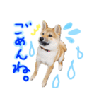 柴犬くうたんの可愛いスタンプ！（個別スタンプ：7）
