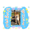 柴犬くうたんの可愛いスタンプ！（個別スタンプ：8）