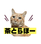 茶虎のニャン神タイガース22（個別スタンプ：2）