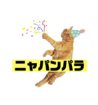 茶虎のニャン神タイガース22（個別スタンプ：7）
