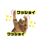 茶虎のニャン神タイガース22（個別スタンプ：9）