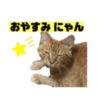 茶虎のニャン神タイガース22（個別スタンプ：22）