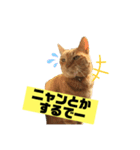茶虎のニャン神タイガース22（個別スタンプ：35）