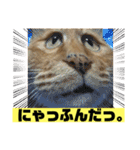 茶虎のニャン神タイガース22（個別スタンプ：38）