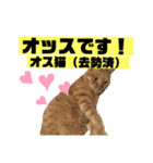 茶虎のニャン神タイガース22（個別スタンプ：40）