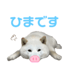 北海道犬くまの日常4（個別スタンプ：1）