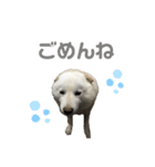 北海道犬くまの日常4（個別スタンプ：2）