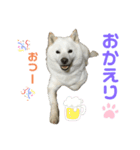 北海道犬くまの日常4（個別スタンプ：3）