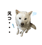 北海道犬くまの日常4（個別スタンプ：4）