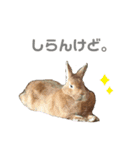 北海道犬くまの日常4（個別スタンプ：5）