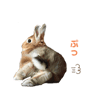 北海道犬くまの日常4（個別スタンプ：6）