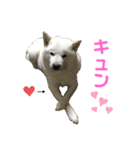北海道犬くまの日常4（個別スタンプ：9）