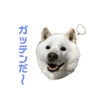 北海道犬くまの日常4（個別スタンプ：10）