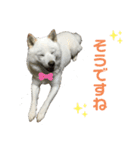 北海道犬くまの日常4（個別スタンプ：11）