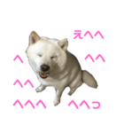 北海道犬くまの日常4（個別スタンプ：12）