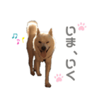 北海道犬くまの日常4（個別スタンプ：13）