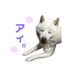 北海道犬くまの日常4（個別スタンプ：14）