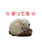 北海道犬くまの日常4（個別スタンプ：15）