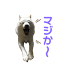 北海道犬くまの日常4（個別スタンプ：16）
