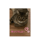 ネコのモカのスタンプ2（個別スタンプ：2）
