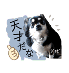 ジャビとココとLINE仲間のペットたちpart 1（個別スタンプ：1）