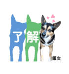ジャビとココとLINE仲間のペットたちpart 1（個別スタンプ：4）