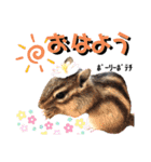ジャビとココとLINE仲間のペットたちpart 1（個別スタンプ：5）