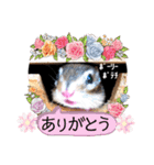 ジャビとココとLINE仲間のペットたちpart 1（個別スタンプ：6）