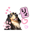 ジャビとココとLINE仲間のペットたちpart 1（個別スタンプ：7）
