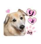 ジャビとココとLINE仲間のペットたちpart 1（個別スタンプ：8）