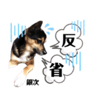 ジャビとココとLINE仲間のペットたちpart 1（個別スタンプ：10）