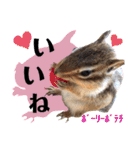 ジャビとココとLINE仲間のペットたちpart 1（個別スタンプ：11）
